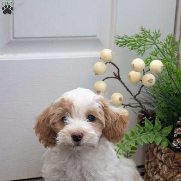 Smartie, Maltipoo Puppy