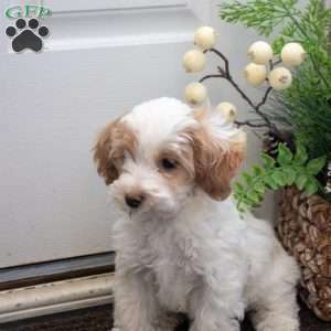 Smartie, Maltipoo Puppy