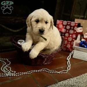 Mistletoe, English Cream Golden Retriever Puppy
