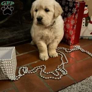 Gingerbread, English Cream Golden Retriever Puppy