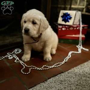 Diamond, English Cream Golden Retriever Puppy