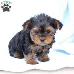 Oliver, Yorkie Puppy