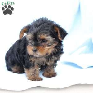 Oliver, Yorkie Puppy