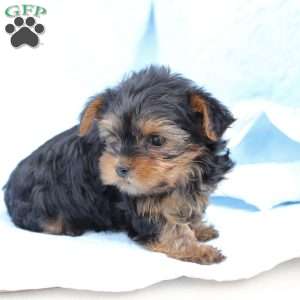 Oliver, Yorkie Puppy