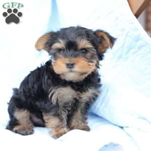 Bentley, Yorkie Puppy