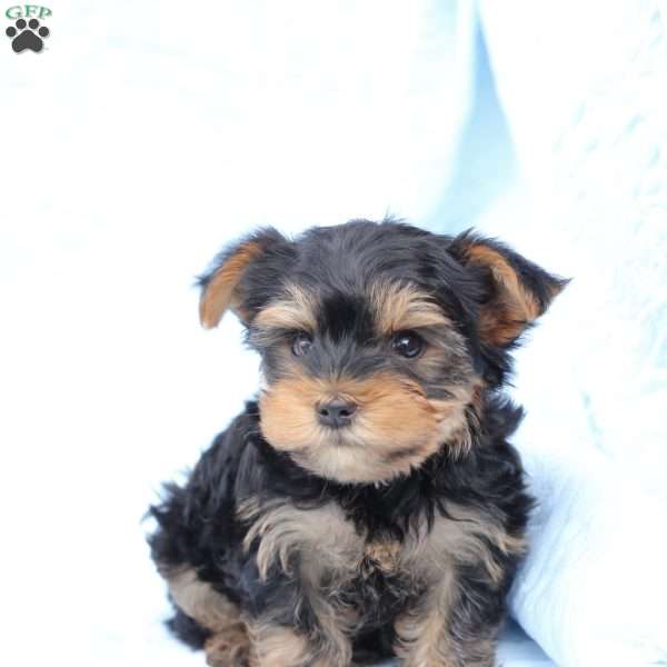 Bentley, Yorkie Puppy
