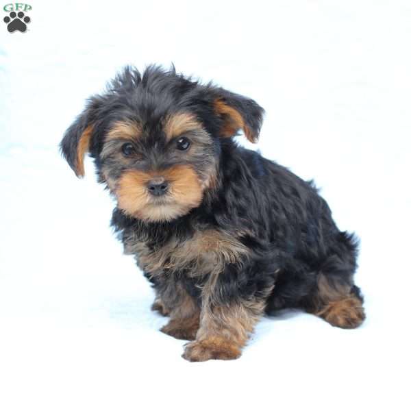 Milo, Yorkie Puppy