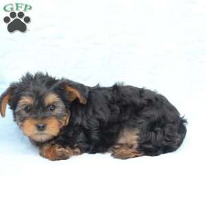 Milo, Yorkie Puppy