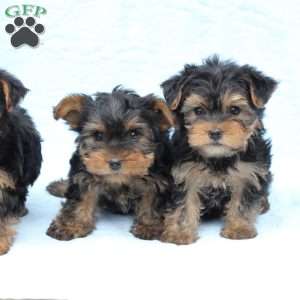 Winston, Yorkie Puppy