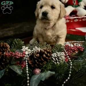 Tinsel, English Cream Golden Retriever Puppy