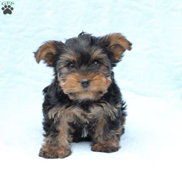 Winston, Yorkie Puppy