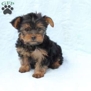 Daisy, Yorkie Puppy