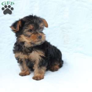 Daisy, Yorkie Puppy