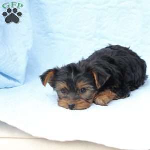 Daisy, Yorkie Puppy