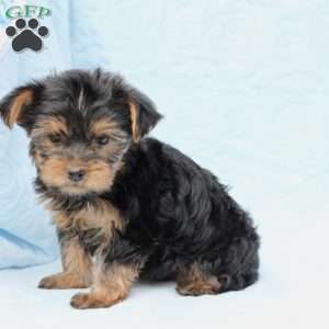 Daisy, Yorkie Puppy