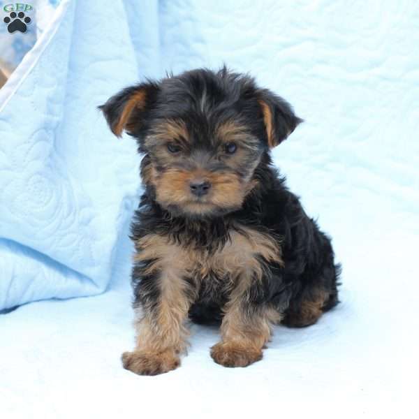 Daisy, Yorkie Puppy
