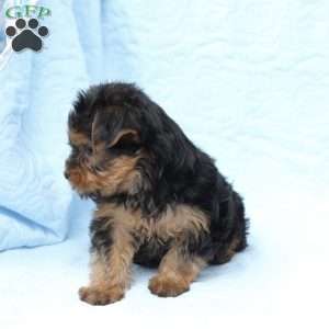 Daisy, Yorkie Puppy