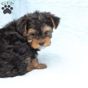 Finn, Yorkie Puppy