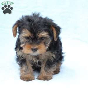 Finn, Yorkie Puppy