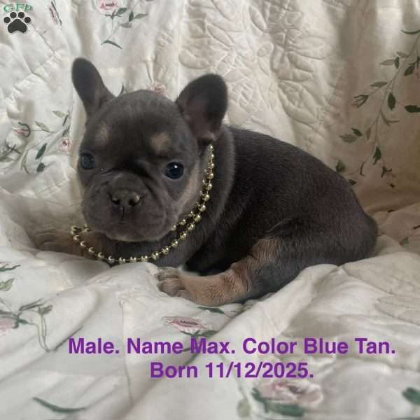 Malinda, French Bulldog Puppy