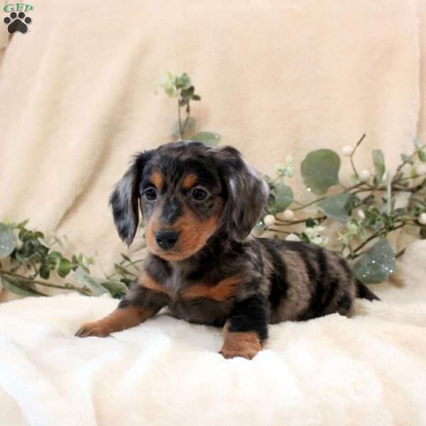 Ian, Dachshund Puppy