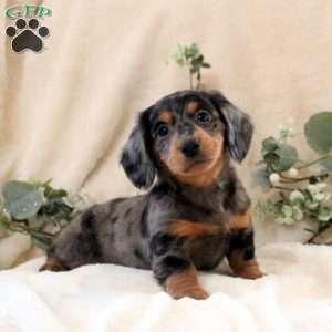 Ian, Dachshund Puppy