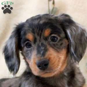 Ian, Dachshund Puppy