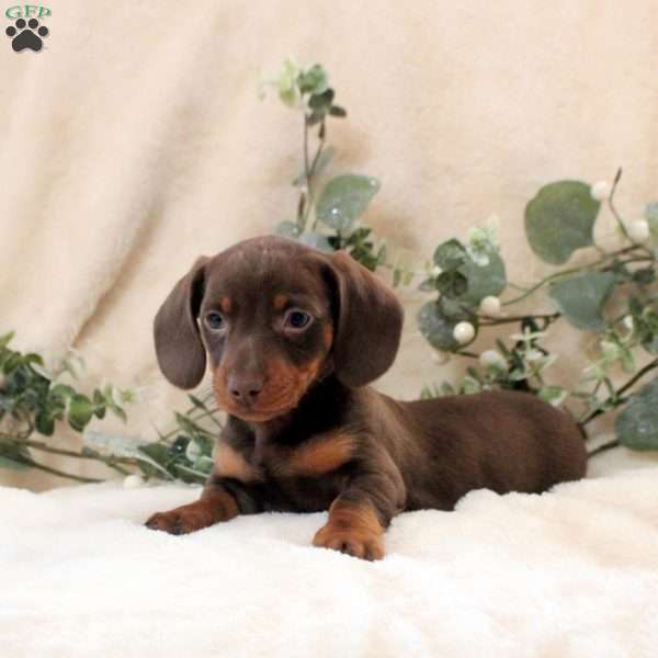 Isaac, Dachshund Puppy