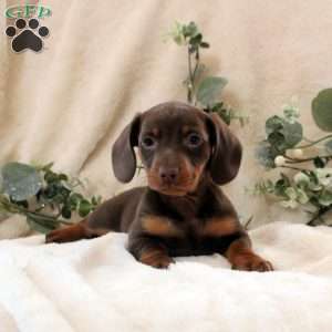 Isaac, Dachshund Puppy