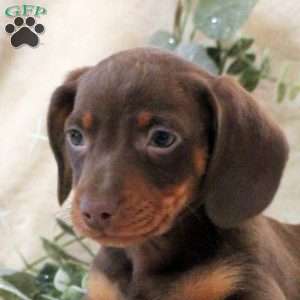 Isaac, Dachshund Puppy