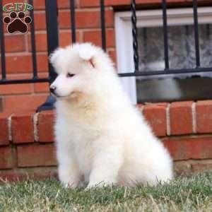 Isaac, Samoyed Puppy