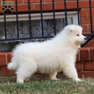 Isaac, Samoyed Puppy
