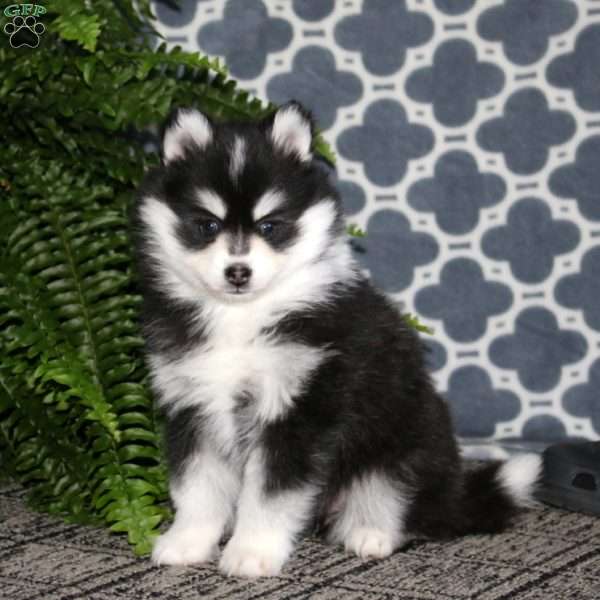 Isabelle, Pomsky Puppy