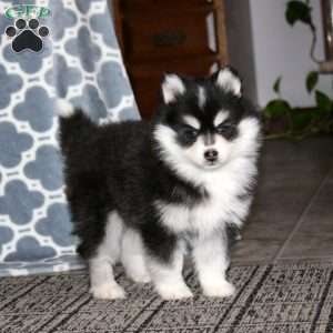 Isabelle, Pomsky Puppy