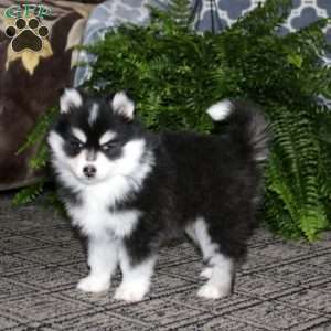Isabelle, Pomsky Puppy