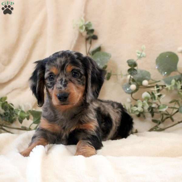 Isla, Dachshund Puppy