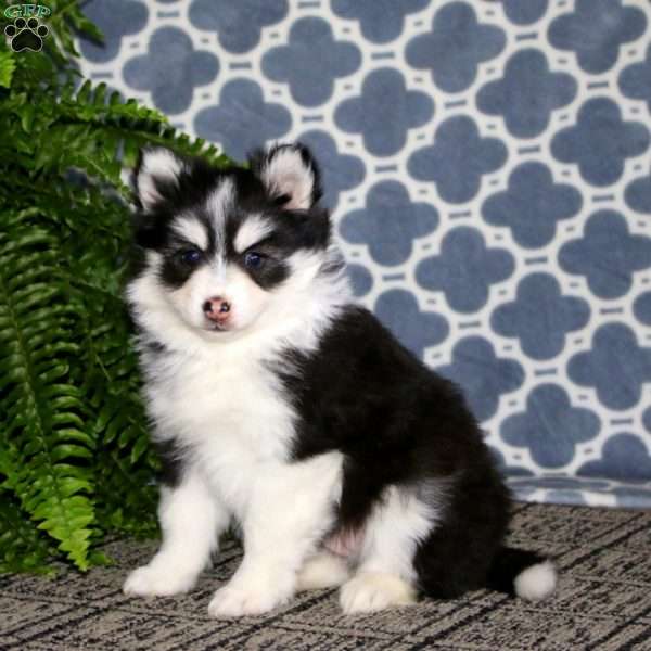 Ivy, Pomsky Puppy