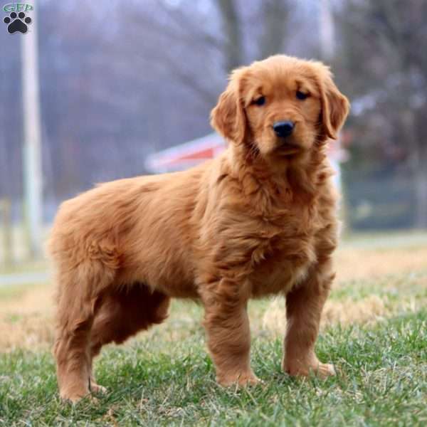 Ivy, Golden Retriever Puppy