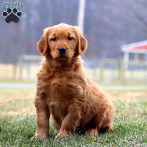 Ivy, Golden Retriever Puppy