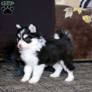 Ivy, Pomsky Puppy