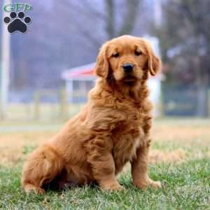 Ivy, Golden Retriever Puppy