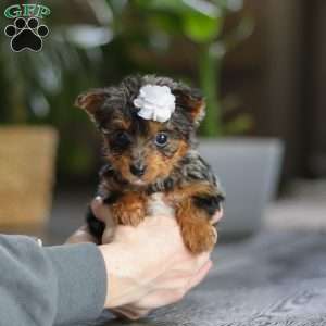 J’adore, Yorkie Poo Puppy