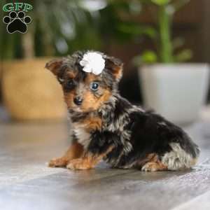 J’adore, Yorkie Poo Puppy