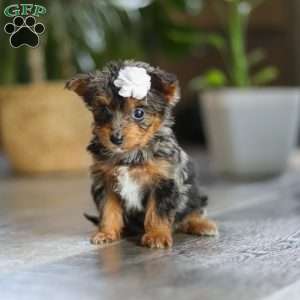 J’adore, Yorkie Poo Puppy