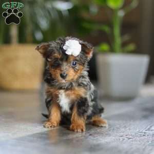 J’adore, Yorkie Poo Puppy