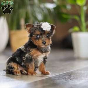 J’adore, Yorkie Poo Puppy