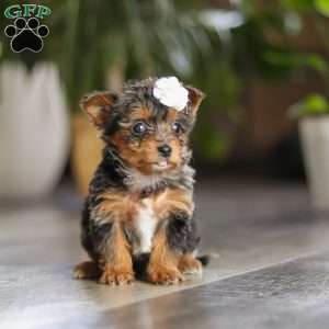 J’adore, Yorkie Poo Puppy