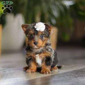 J’adore, Yorkie Poo Puppy