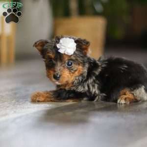 J’adore, Yorkie Poo Puppy