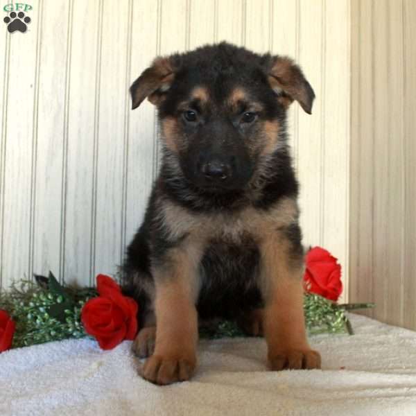 Jack, German Shepherd Puppy